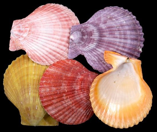 One Noble Pectin Single sold only in assorted natural colors 2 1/2 to 3 inches *****