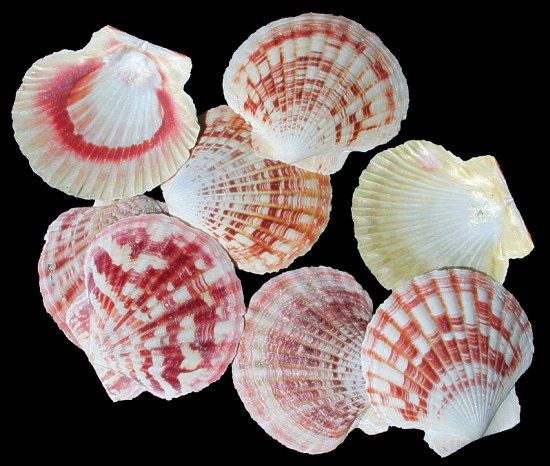 One Pectin Macarensis​ Single shell 2  1/2 to 3 inches ******