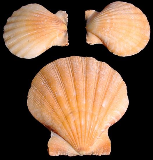 One Peach Pectin Pair 1 1/2 to 2 inches *****