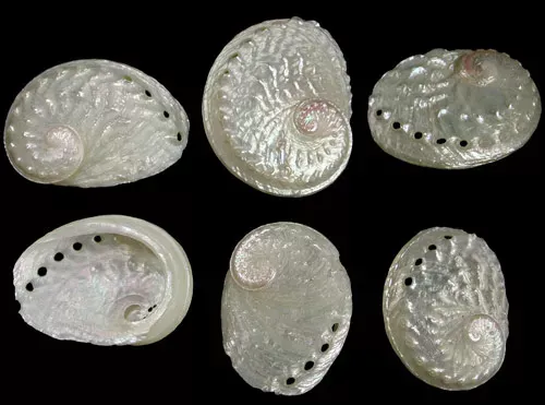 One Polished Oval Pearl Abalone measuring 2 to 2 1/2 inches. ******