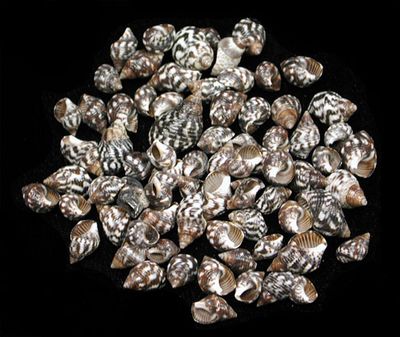 One quarter pound of Planaxis Shells measuring up to 1/2 inch ******