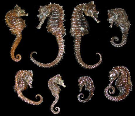Seahorses  are currently a protected species.  We provide this listing as part of Shells of Aquarius knowledge bank on sealife. OUT OF STOCK*******