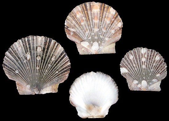 One quarter pound of Baby Flat Scallops measuring 1 1/2 to 2 inches *****