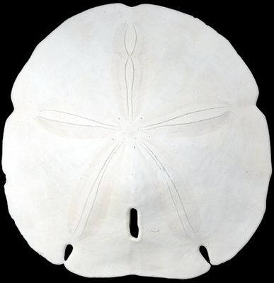 SAND DOLLAR KNOWLEDGE BASE