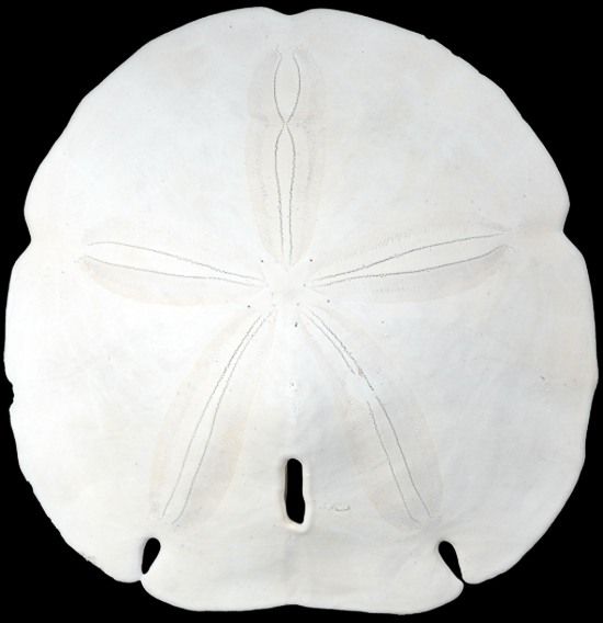 One Arrowhead sand dollars measuring 4 to 5 inches*****