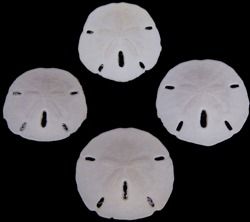 One Florida sand dollar measuring 1 to 1 1/2 inches******