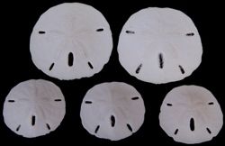 One Florida sand dollar measuring 2 to 2 1/2 inches*****