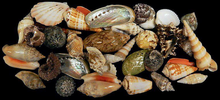 One quarter pound of a variety of Tropical Ocean shells, ranging in size from 1/2 to 3 1/2 inches******