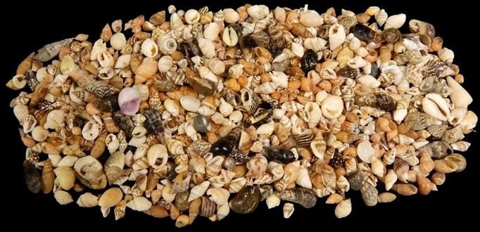One quarter pound of Tropical Ocean Shell Mix, ranging in size from 1/4 to 3/4 inches******