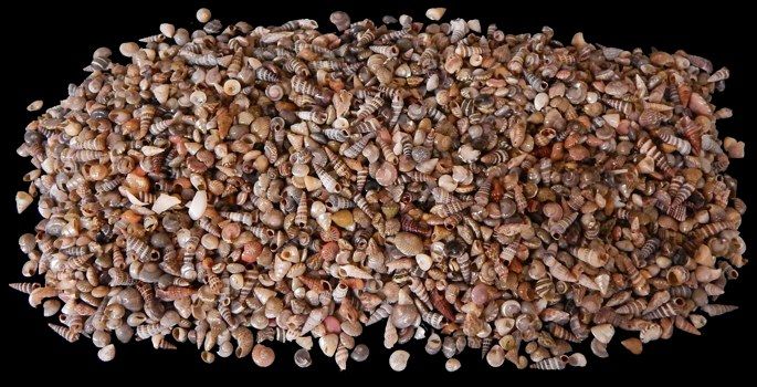 One quarter pound of mixed tropical ocean shells, each measuring up to 1/4 inch.******