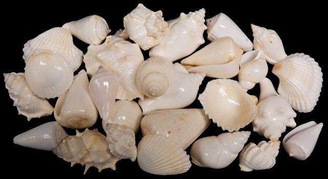 One-quarter pound of Special White Shell variety, ranging in size from 1/2 to 3 inches******
