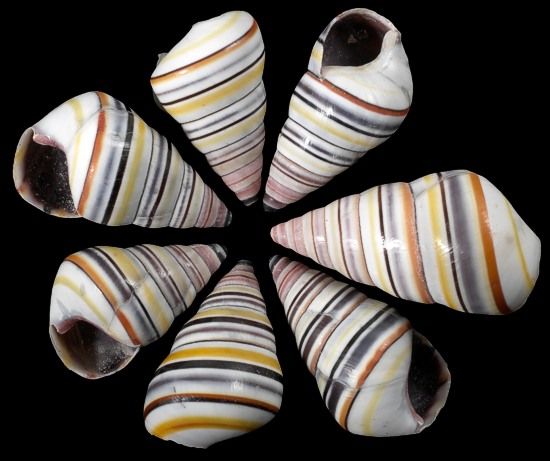 One Haitian Tree Snail measuring 1 to 2 inches ****