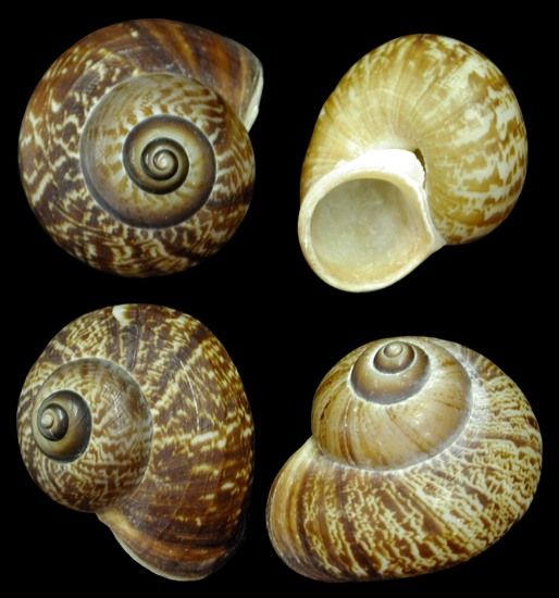 One Fernandezi Snail Shell measuring 1 to 2 inches ****
