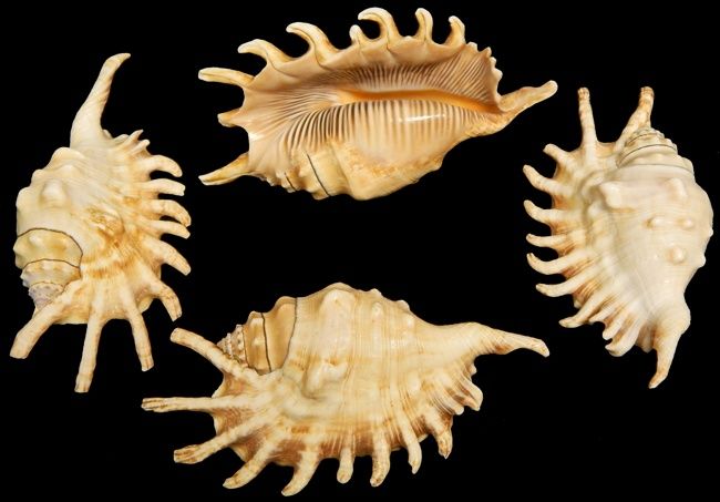 Three Lambis Milipeda Conchs measuring 4 to 5 inches  *****
