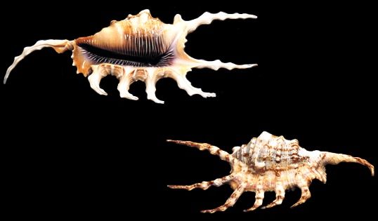 One 4 to 5&quot; Lambis Scorpio Spider Conch