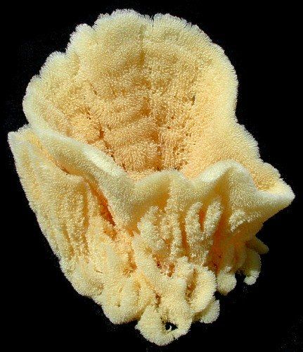 One Vase Sea Sponge measuring 10 to 11 inches *****