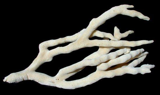 One Natural Finger Sponge measuring 7 to 10 inches OUT OF STOCK *****