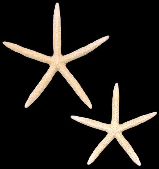 One White Starfish measuring 6 to 7 inches*****