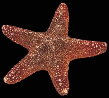 One Jungle Starfish measuring 5 to 6 inches*****