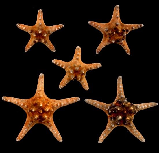 One Knobby Starfish measuring 1 1/2 to 2 1/2 inches.****