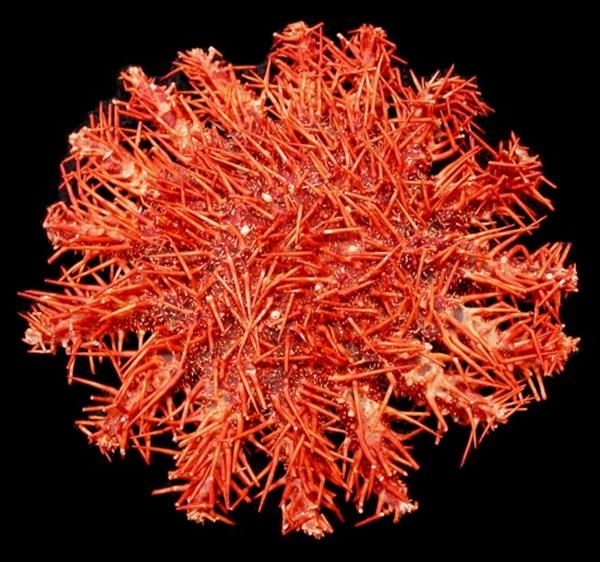 A  6 to 8&quot; Crown of Thorns Starfish