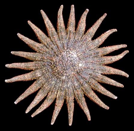 One Multi Leg starfish measuring 3 to 4 inches*****