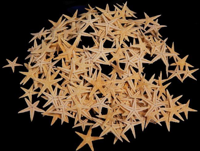 One Dyed Tan Starfish measuring 1 1/2 to 2 inches *****