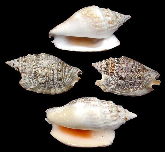 STROMBUS SHELL KNOWLEDGE BASE