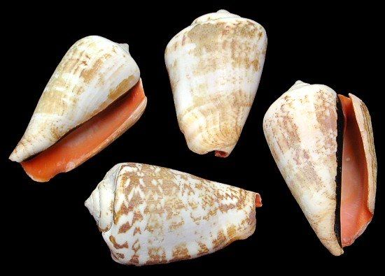 A 1/4 pound of  1 3/4 to 2 1/2&quot; Strawberry Strombus shells