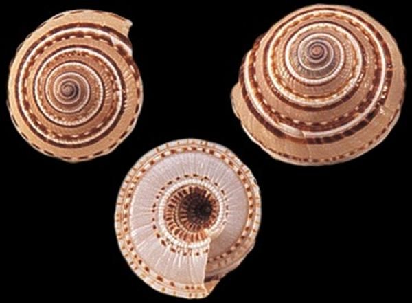 One Sundail Shell measuring 3/4 to 1 1/4 inches *****