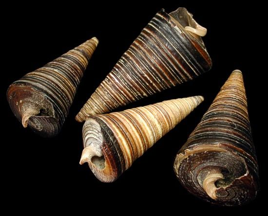 A  1/4 pound of 1 3/4 to 2 1/2&quot; Telescope Shells