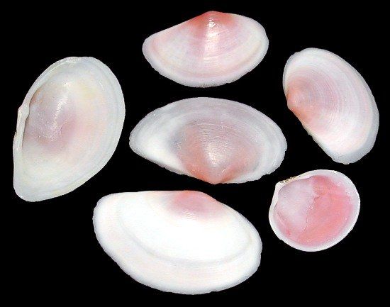 One ounce of Pink Tellin shell singles (not pairs) measuring 1 1/4 to 2.5 inches******