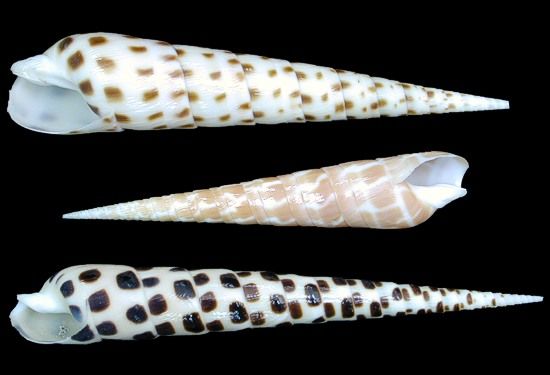 One Mixed Terebra shell measuring 2 3/4 to 4 inches  ******