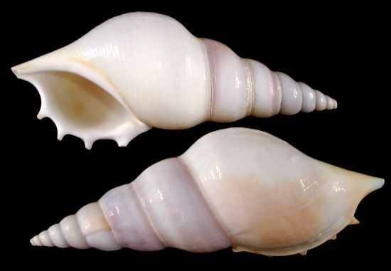One White Tibia shell measuring 3 to 4 inches ******