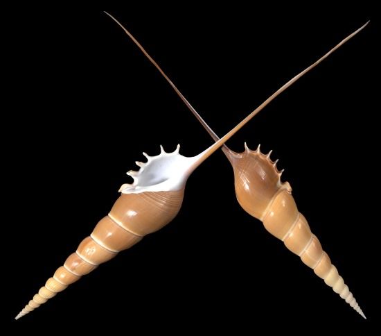 A 5 1/2 to 7&quot;  Tibia Fusus collector shell