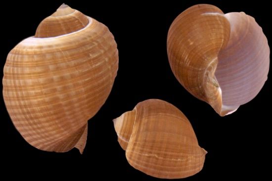 A 9&quot; or greater Tonna Oleria shell  OUT OF STOCK *******