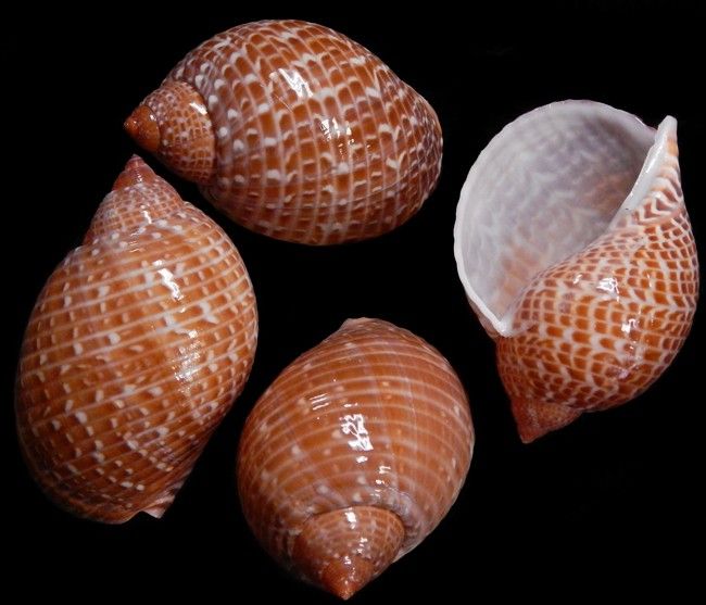 One Pacific Partridge shell/Tonna Perdix measuring 3 to 4 inches. *****