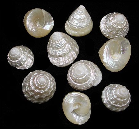 One Pearl Top Shells measuring 1 inch or less ****