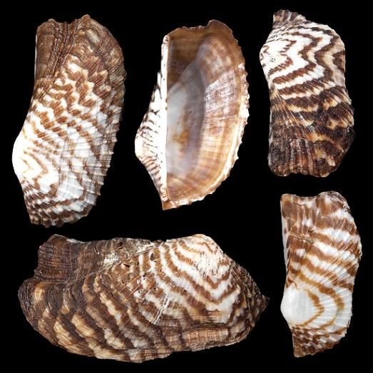 One Turkey Wing shell singles (no matching top/bottom shell) measuring 1 to 2 1/2 inches ******