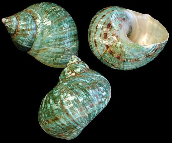 A 3 to 4&quot; polished Indo-Pacific Jade Turbo shell