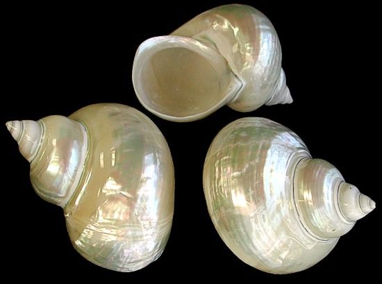 A 3 to 4&quot;  polished Indo-Pacific Pearl Jade Turbo