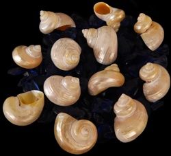 One polished Indo-Pacific Gold Turbo shell measuring 2 to 2 1/2 inches, the shell opening is about 1 inch   ********