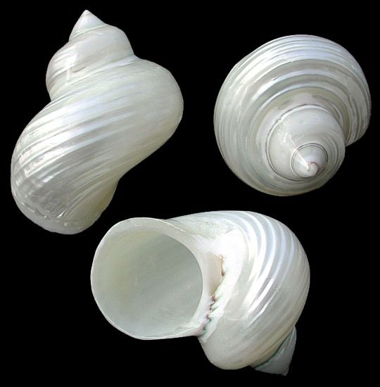 One polished Indo-Pacific Silver Turbo shell measuring approximately 1 inch, shell opening is about 3/4 inch *****