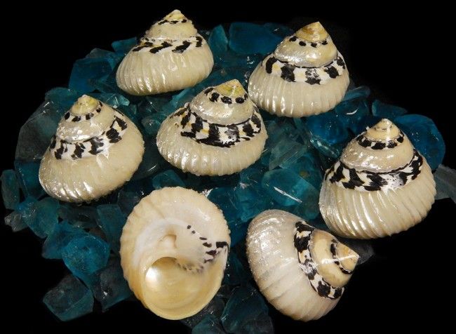 One polished Ribbed Pica Turban Shell measuring 2 to 3 inches, shell opening is about 1 inch *****