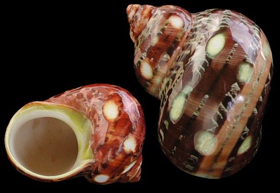 One polished Indo-Pacific Spotted Turbo Shell measuring 1 to 2  inches, shell opening is about 1 inch *****