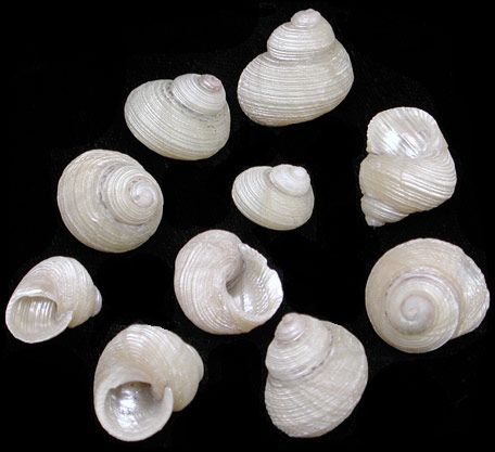 One Indo-Pacific Grooved Turban shell measuring up to 3/4 inch, shell opening is under 1/2 inch ******