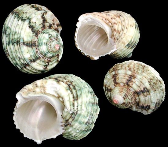 One quarter pound of Silver Mouth Green Turban Shells, size ranging from 1 to 2.5 inches *****