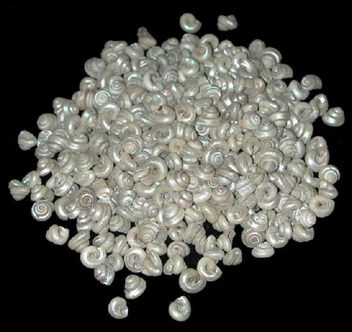 One quarter pound of Indo-Pacific Pearl Malabar Turbo shells measuring less than 1/2 inch ******