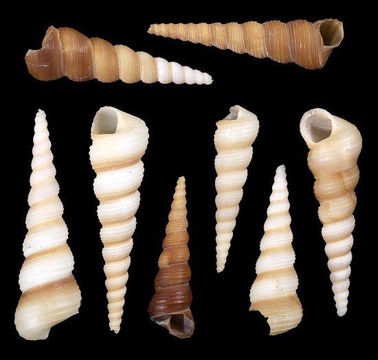 TURRITELLA SHELLS KNOWLEDGE BASE