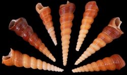 One quarter pound of Brown Turritella shells measuring 1 to 3 inches.  ******